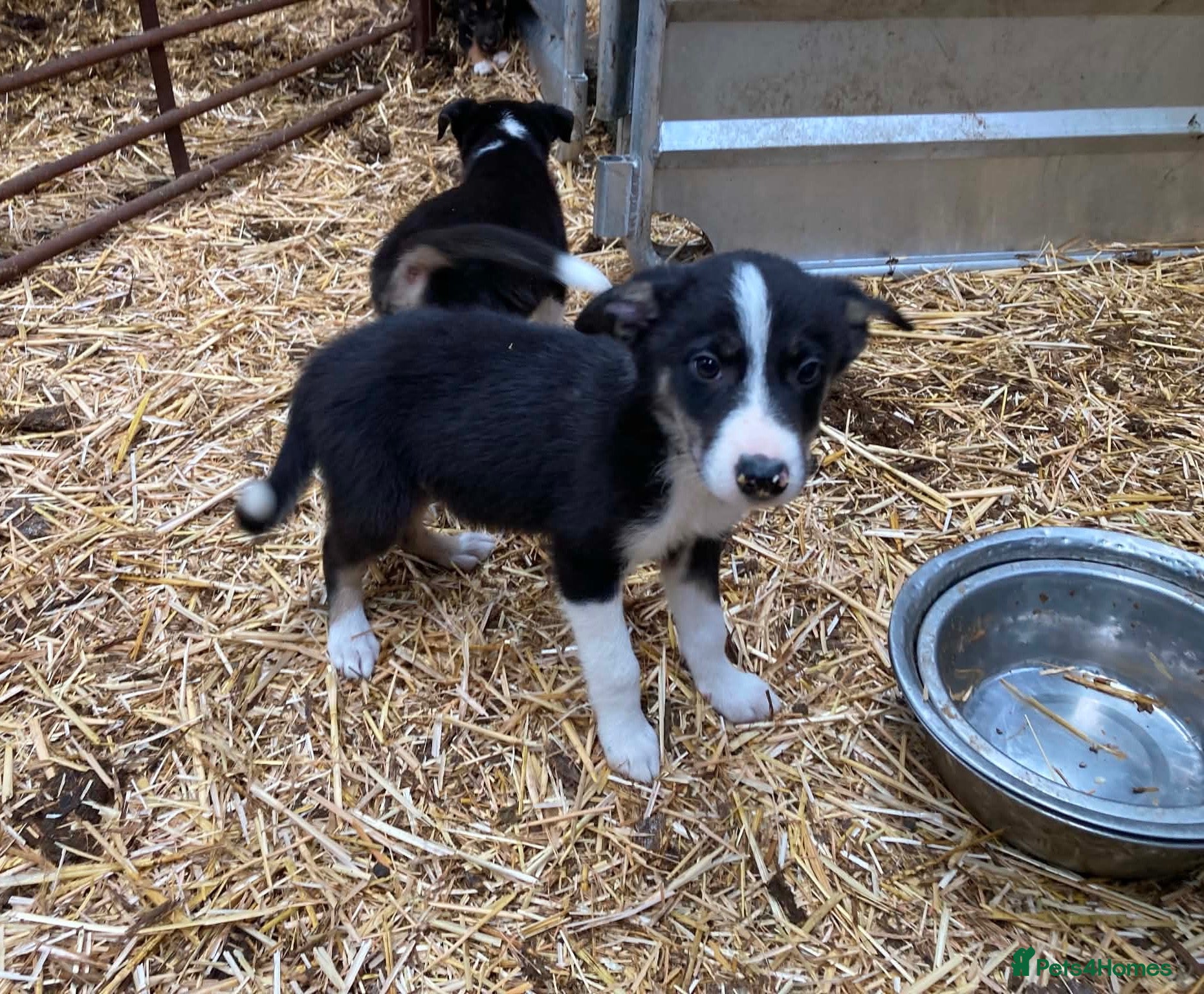 Border Collie dogs Gorgeous Border Collie Pups For Sale - Advert 7