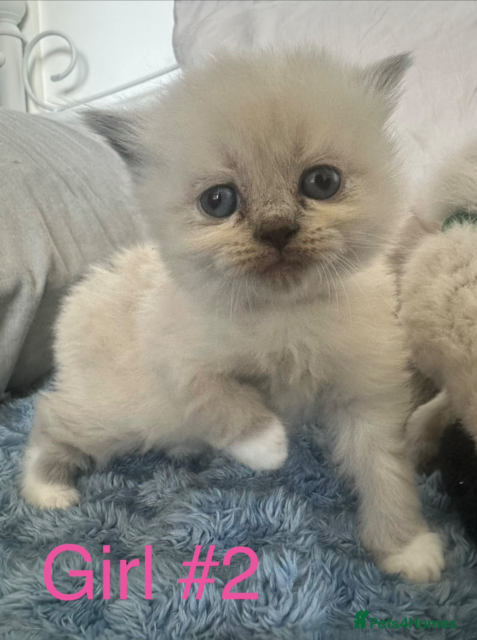 Ragdoll cats Beautiful super fluffy ragdoll x BSH - Advert 4