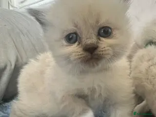 Ragdoll cats Beautiful super fluffy ragdoll x BSH - Advert 4