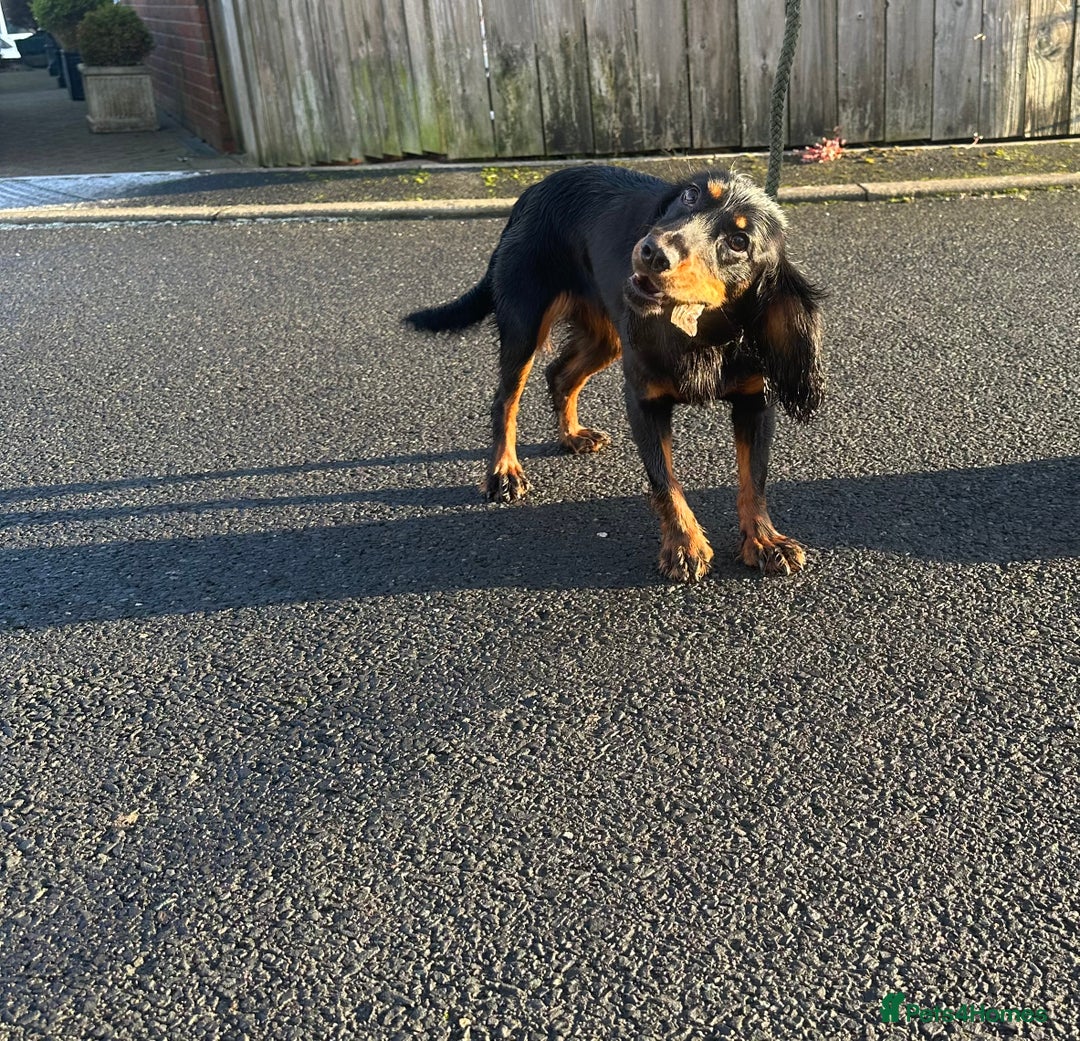 Cocker Spaniel dogs for sale: Kc reg 1 year old cocker spaniel  - Advert 7