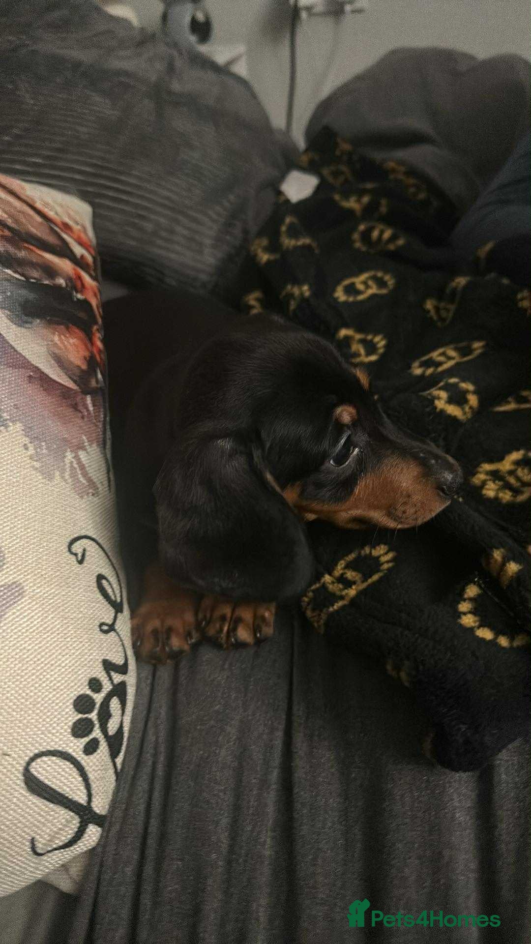 Miniature Dachshund dogs Miniature Dachshund (female) Pup - Advert 1