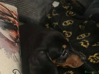 Miniature Dachshund dogs Miniature Dachshund (female) Pup - Advert 1