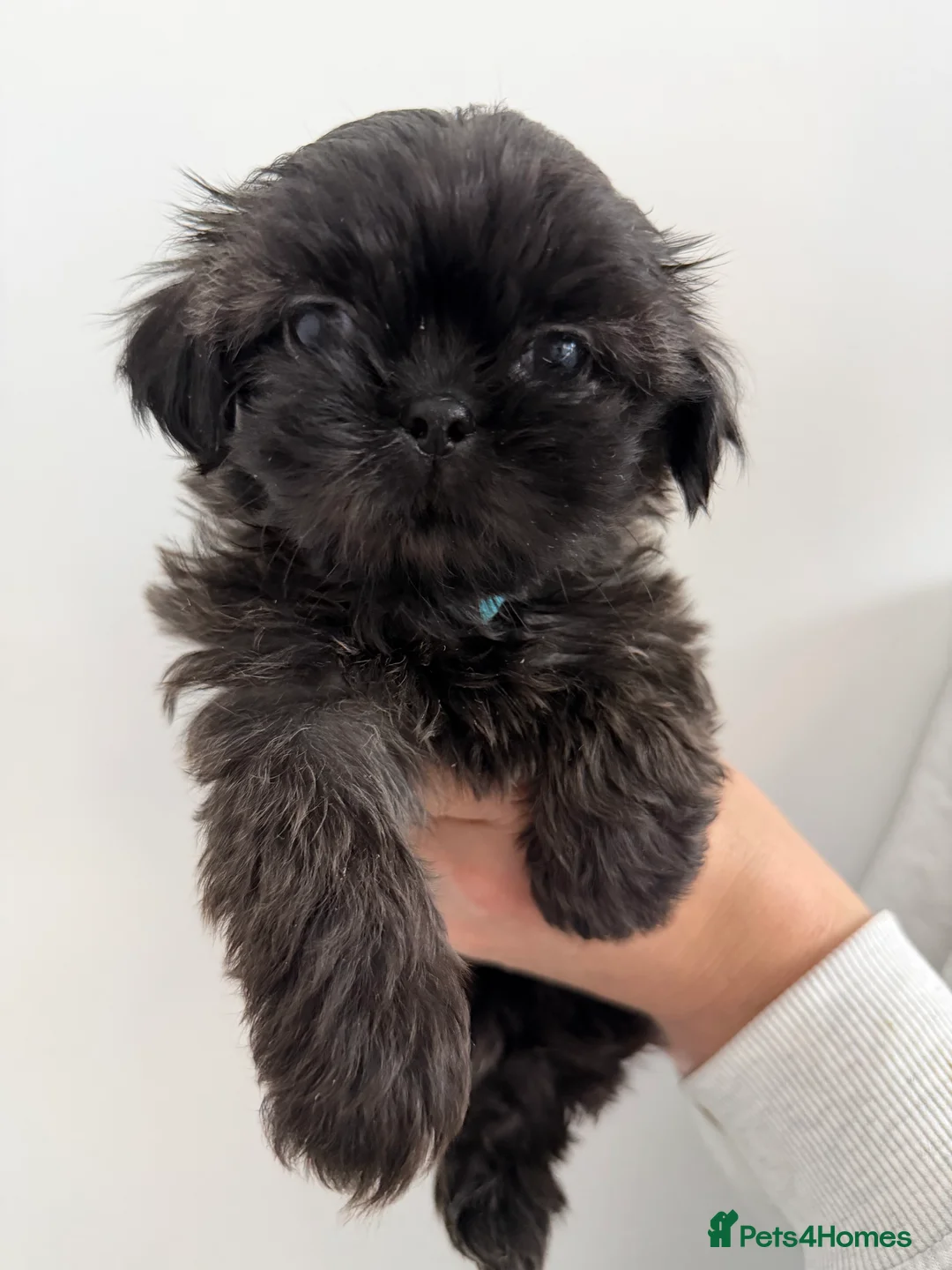 Shih Tzu dogs for sale: 6x Pedigree Imperial Shih Tzu Boys Ready To Leave - Advert 10