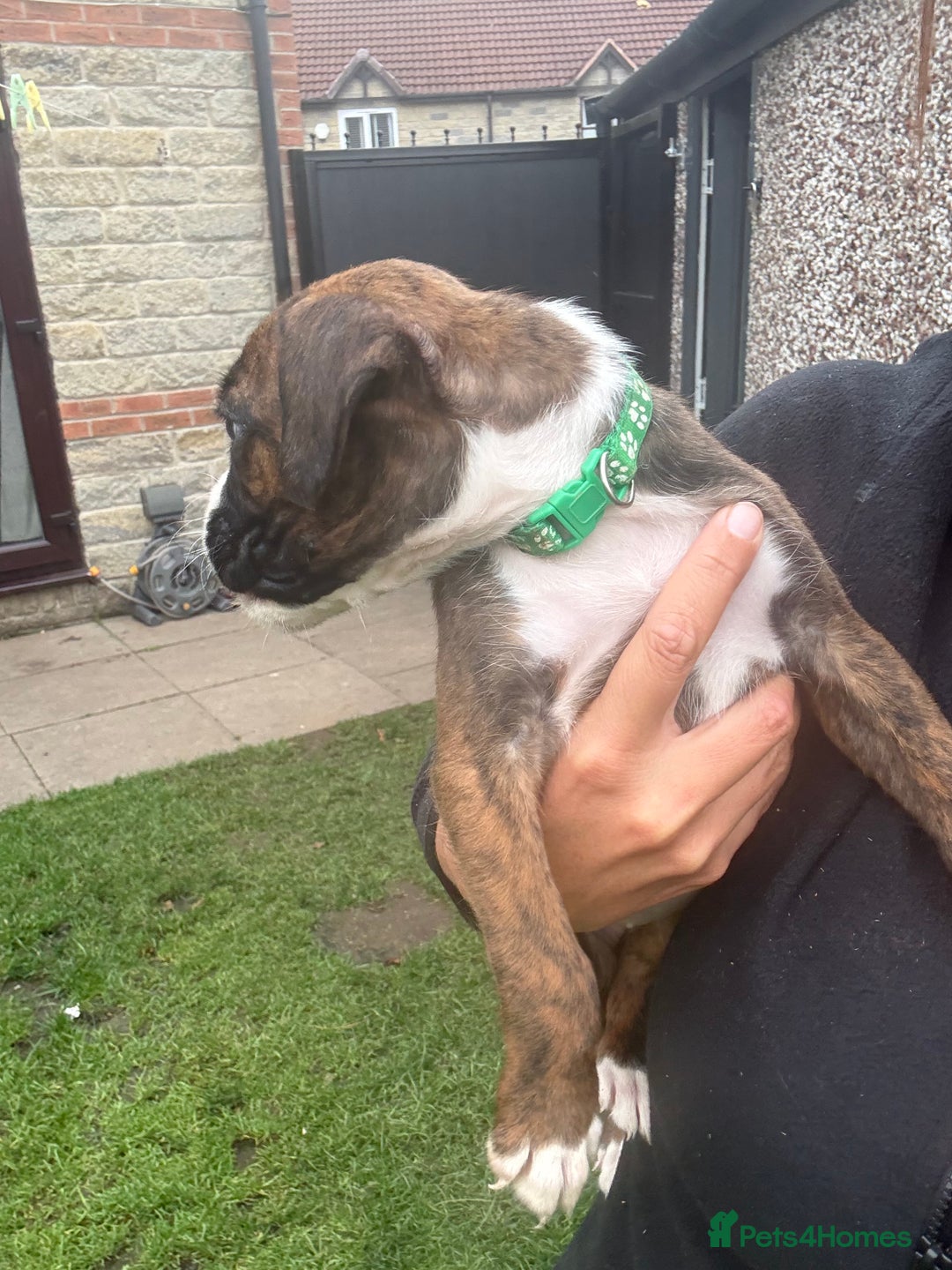 Boxer dogs for sale: Ready This Weekend Kc Boxer Puppies - Image 35