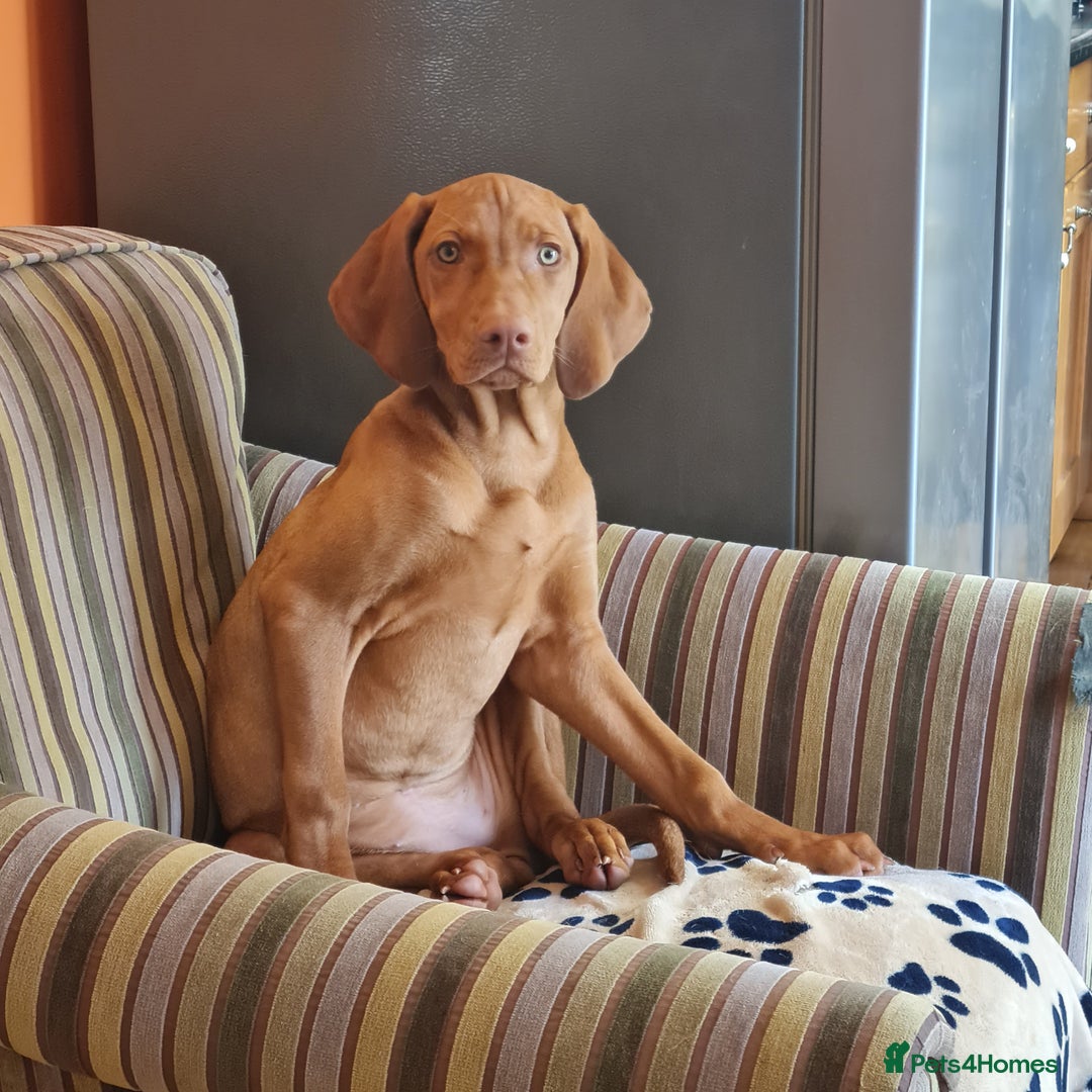 Hungarian Vizsla dogs for sale: PEDIGREE HUNGARIAN VIZLA GIRL 6 Months Old. - Image 4