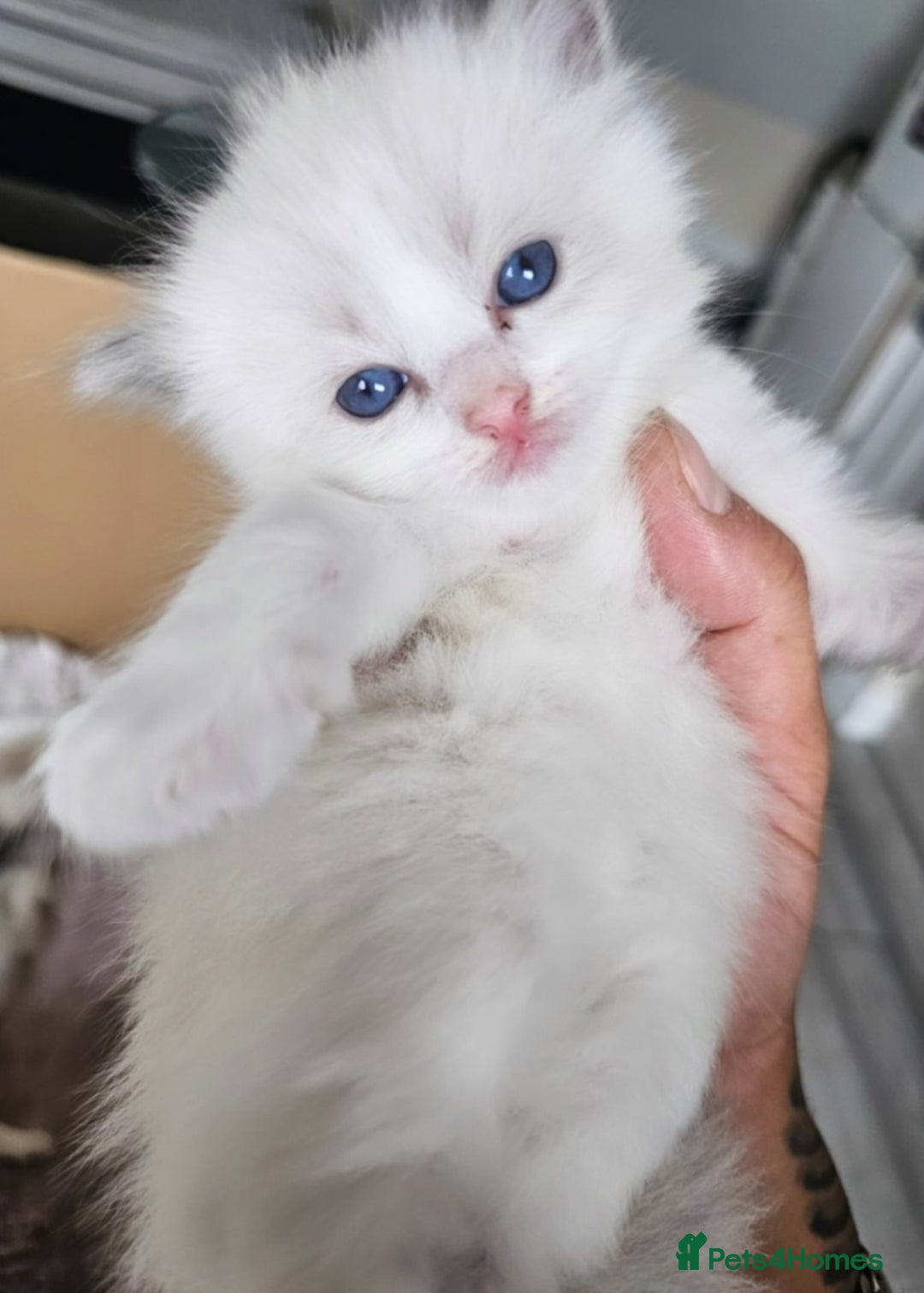 Ragdoll cats for sale: Beautiful Chunky Pure Breed Ragdoll kittens - Image 9