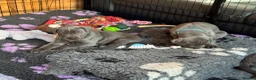Great Dane dogs for sale: Gorgeous blue KC Great Danes.Ready now! - Advert 8