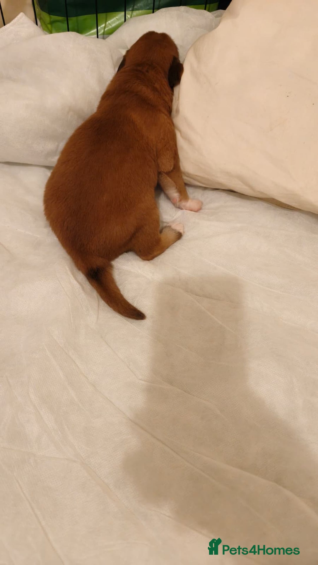 Mixed Breed dogs for sale: German Staffy Litter Available 12/10/25 - Image 14