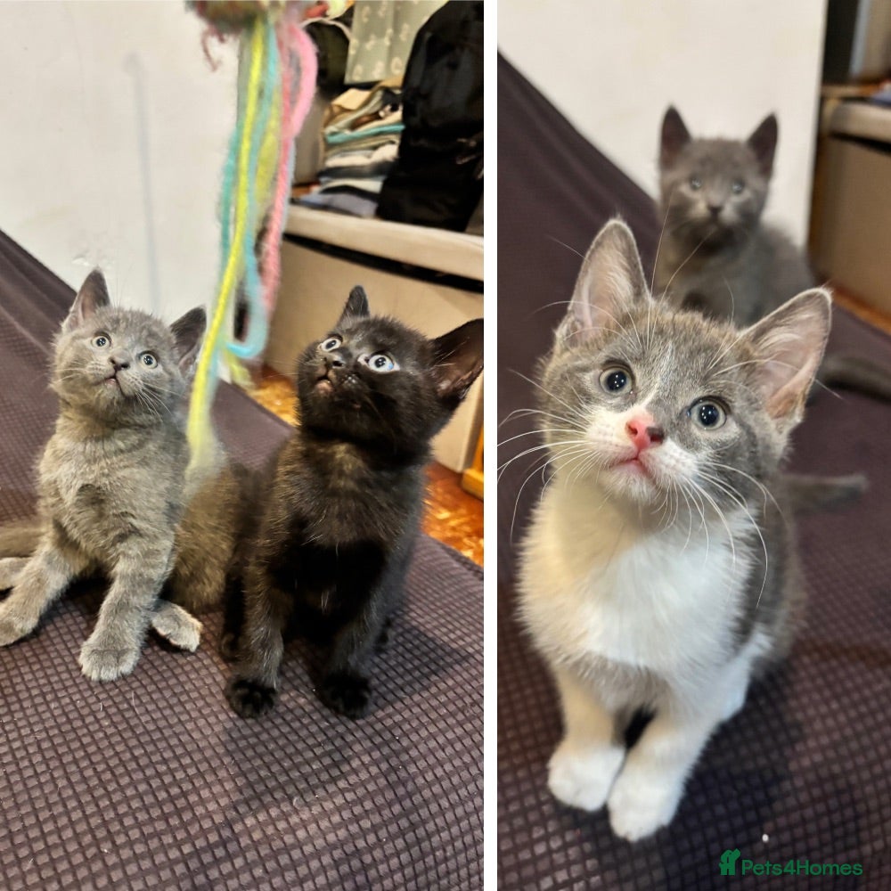 British Shorthair cats 3 Adorable Kittens Looking For Their Forever Homes - Advert 1