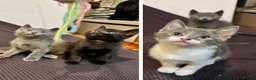 British Shorthair cats for sale: 3 Adorable Kittens Looking For Their Forever Homes - Advert 1