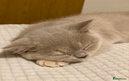 British Shorthair cats for sale: Champion line kittens  - Advert 14
