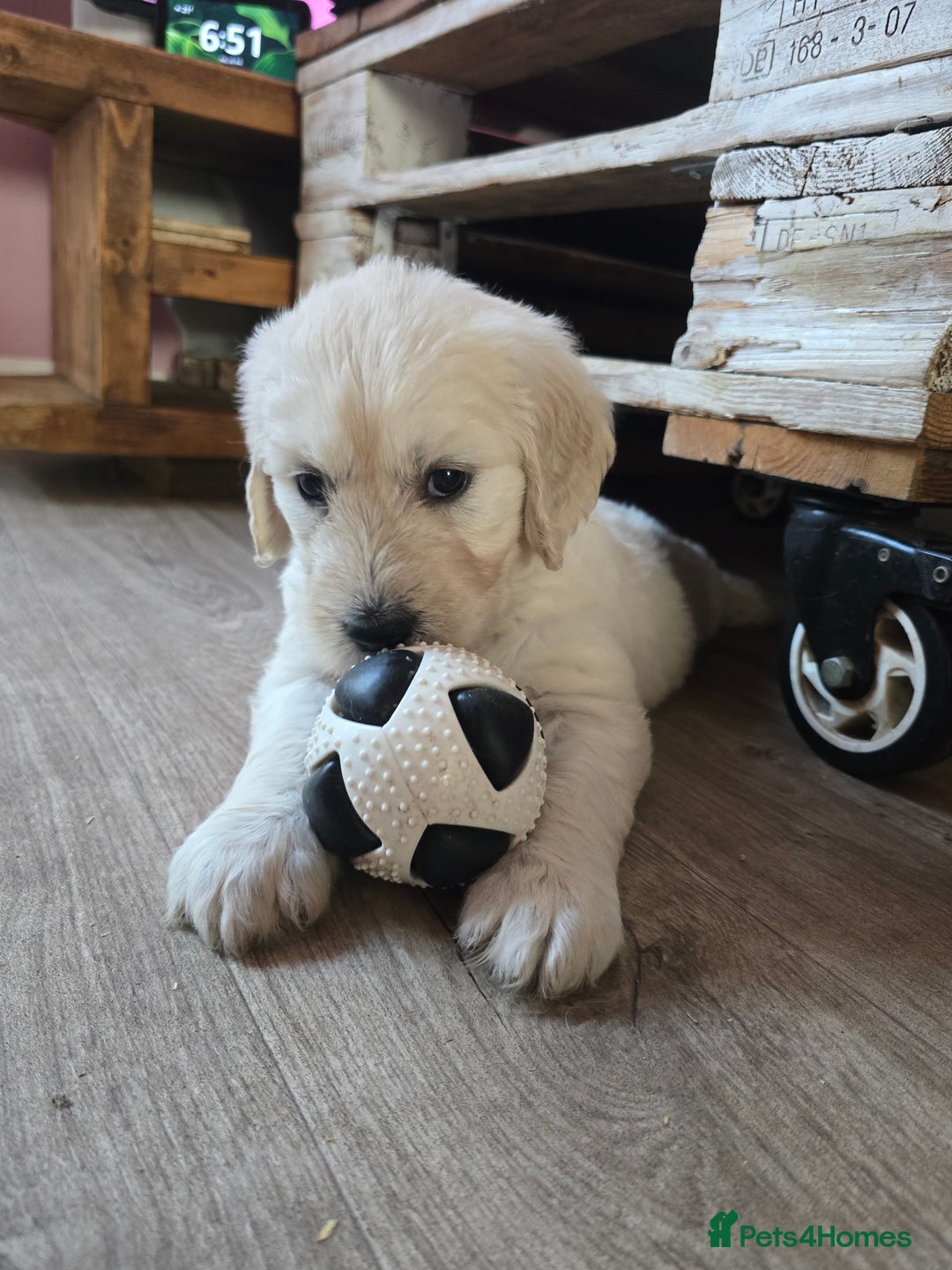 Goldendoodle dogs for sale: Goldendoodle retriever  - Image 34