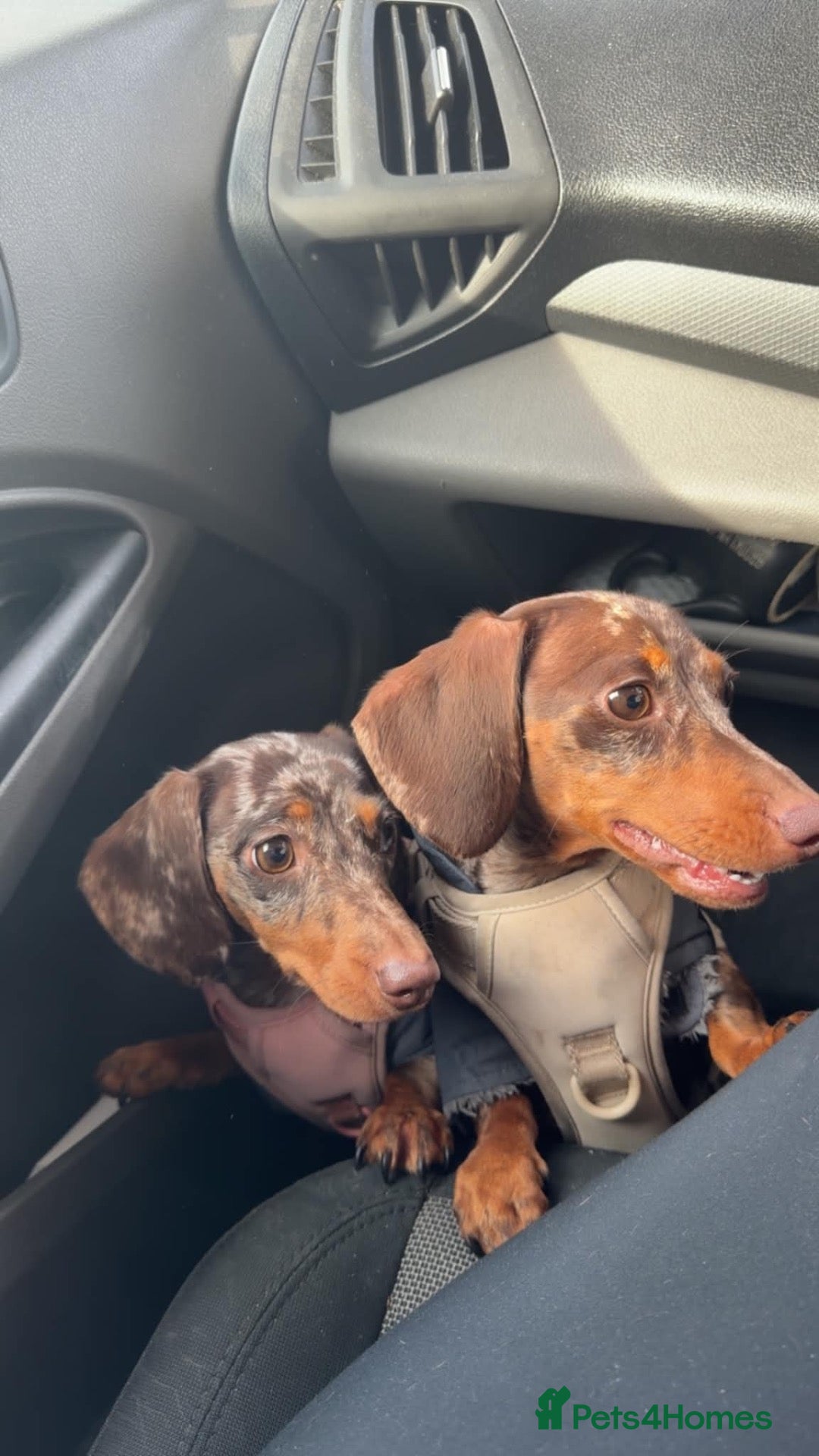 Miniature Dachshund dogs A pair 1 year old miniature dachshund with papers  - Advert 5