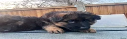 German Shepherd dogs for sale: German Shepherd puppies  - Advert 17