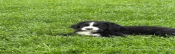 Mixed Breed dogs for sale: Labernese puppies for sale - Advert 2