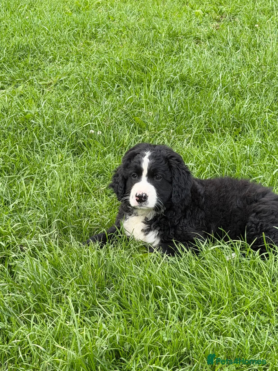 Mixed Breed dogs for sale: Labernese puppies for sale - Advert 2