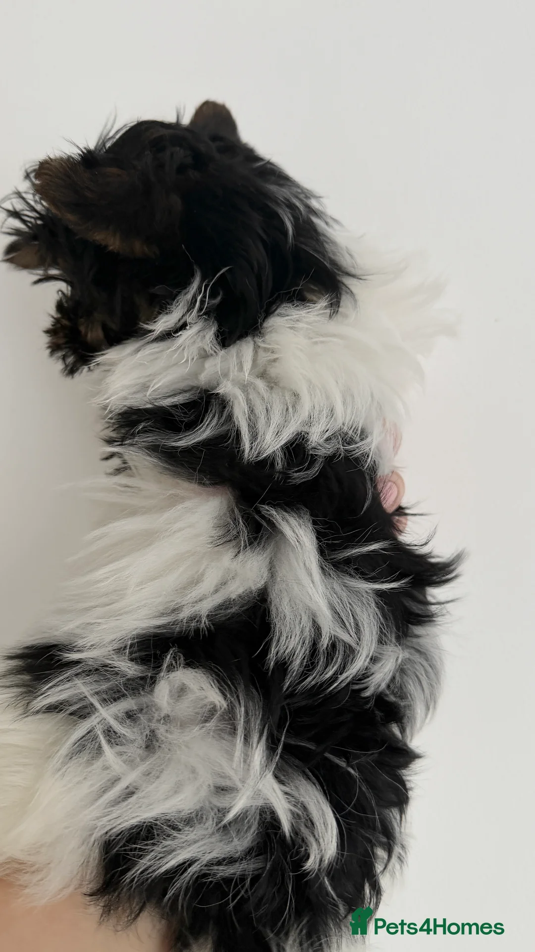 Biewer Terrier dogs for sale: Pure Biewer terriers looking new homes  - Advert 10