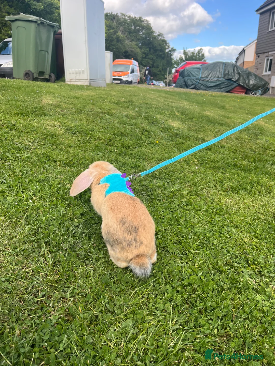 Mini Lop rabbits for sale: 5 month mini lop in Plymouth - Advert 5
