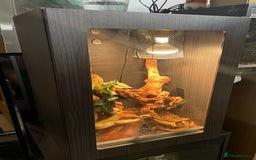 Python Snake reptiles for sale: Albino Carpet Python Female with Vivarihm - Image 4