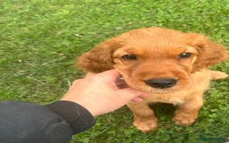 Mixed Breed dogs for sale: Rare Litter of Golden Irish puppies available  - Image 7