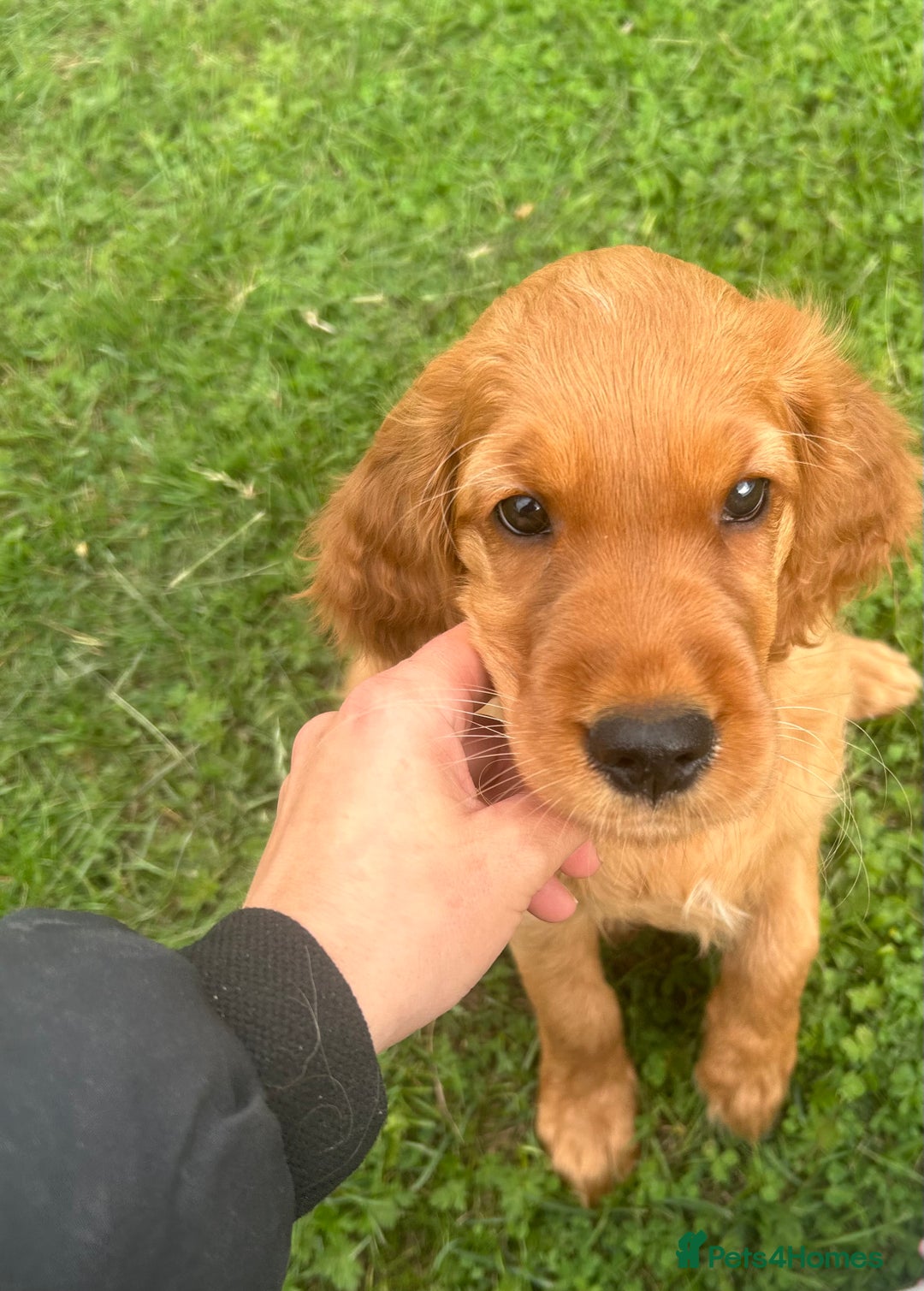 Mixed Breed dogs for sale: Rare Litter of Golden Irish puppies available  - Image 7