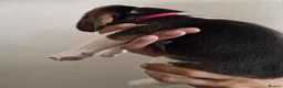 Beagle dogs for sale: Beagle puppies ready for love!! - Advert 24
