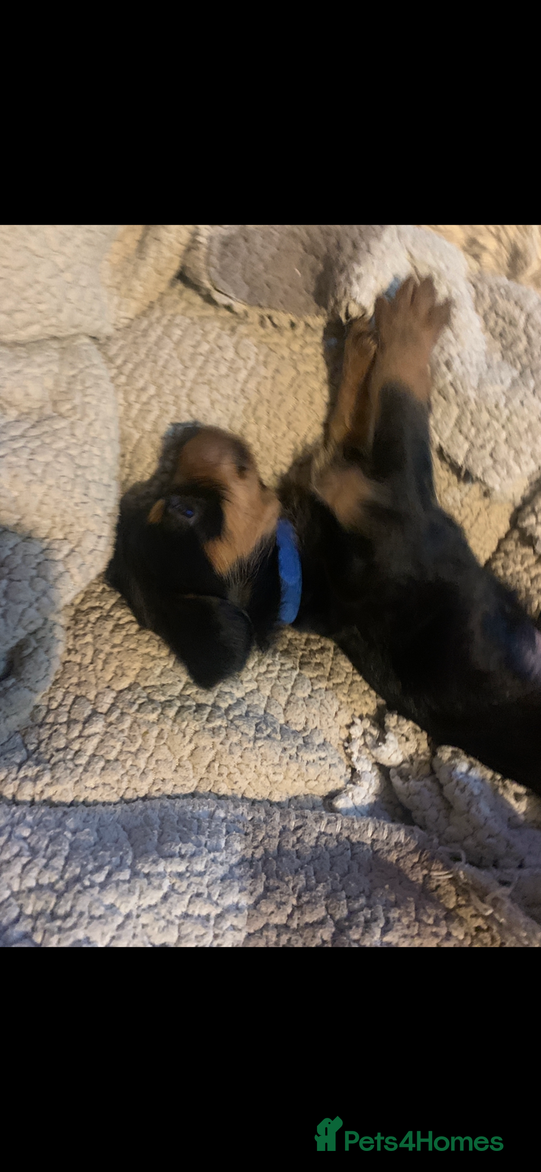 Mixed Breed dogs for sale: Yorkshire terrier x dachund x3 boys - Advert 5
