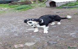 Border Collie dogs for sale: 15 Weeks Old Border Collie Female - Image 6