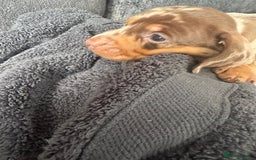 Miniature Dachshund dogs for sale: Adorable litter ready August 22nd ❤️❤️❤️💙  - Image 11