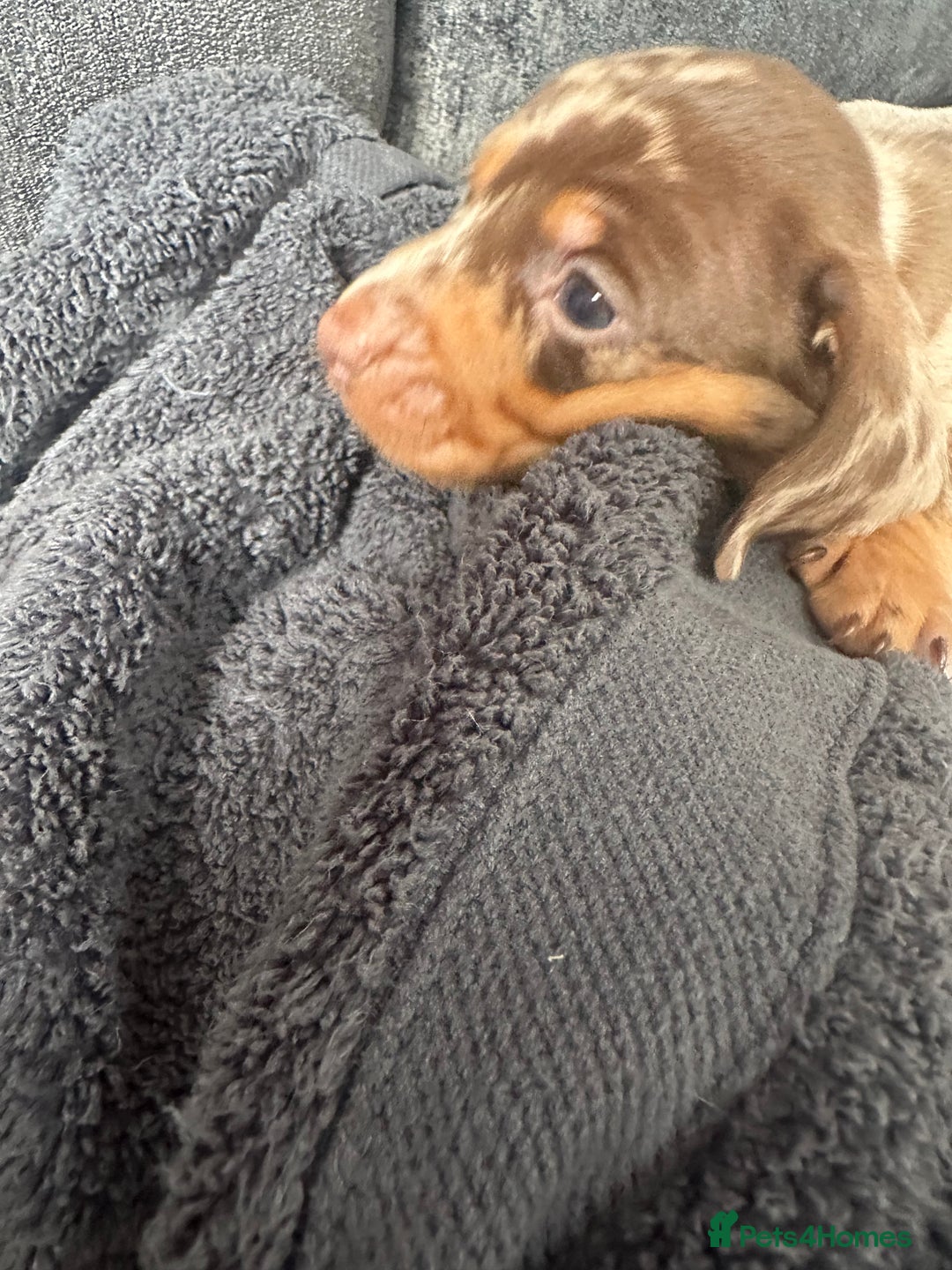 Miniature Dachshund dogs for sale: Adorable litter ready August 22nd ❤️❤️❤️💙  - Image 11