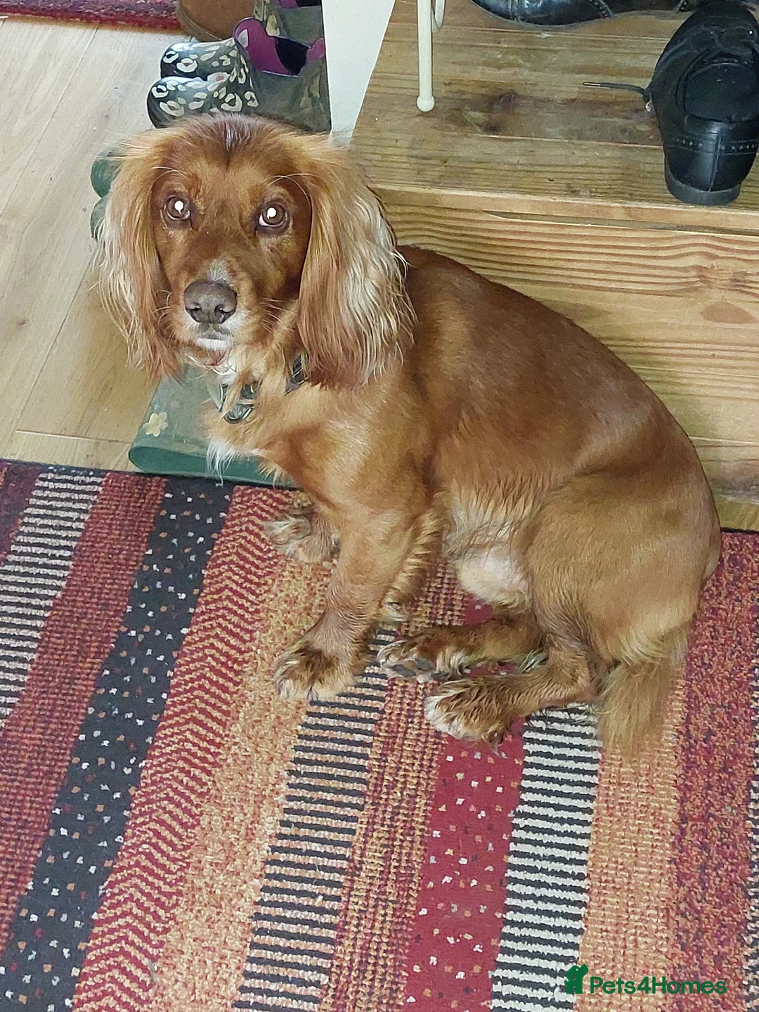 Cocker Spaniel dogs for stud: Experienced stud in Gloucester - Advert 7