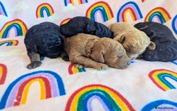 Miniature Poodle dogs for sale: Stunning Red & Phantom Miniature/Moyen Poodles - Image 22
