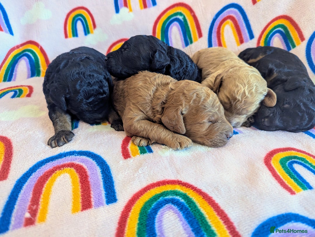 Miniature Poodle dogs for sale: Stunning Red & Phantom Miniature/Moyen Poodles - Image 22