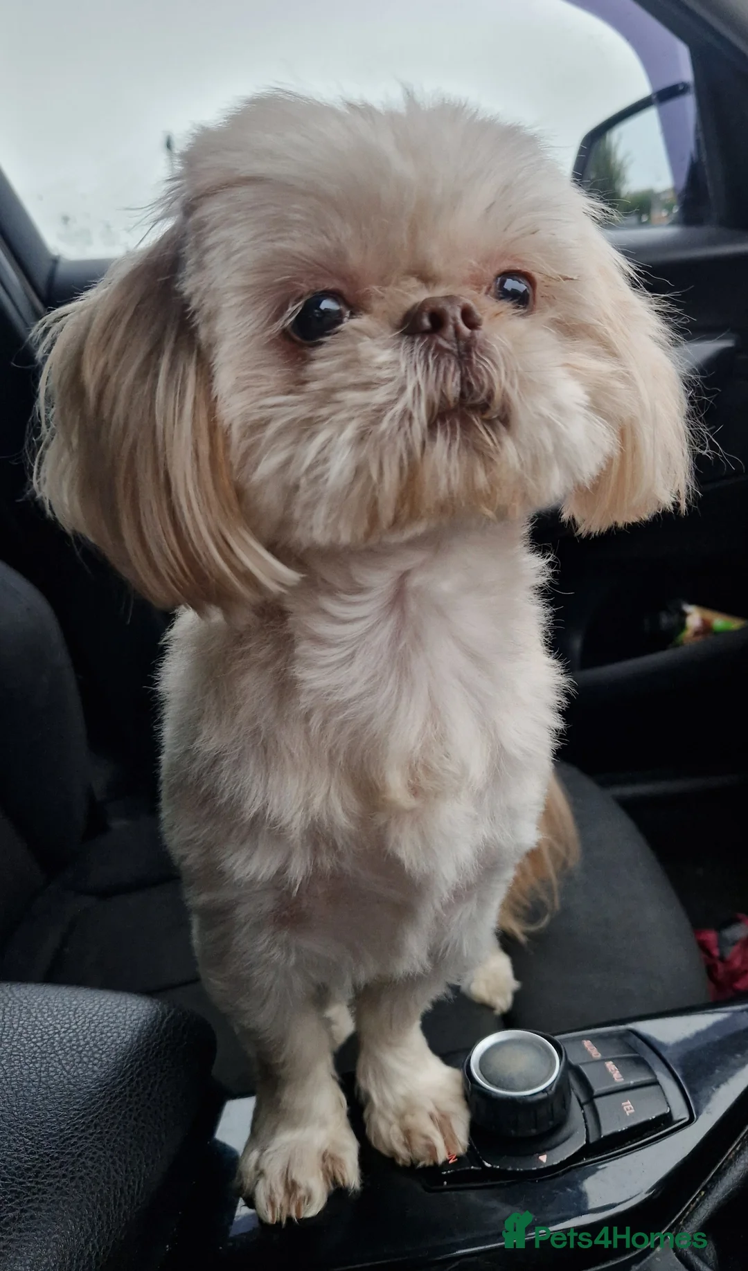 Shih Tzu dogs for stud: LAVENDER Tiniest lavender stud in Wales  in Cardiff - Advert 3