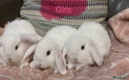 Mini Lop rabbits for sale: 8 beautiful friendly baby mini lops  - Image 18