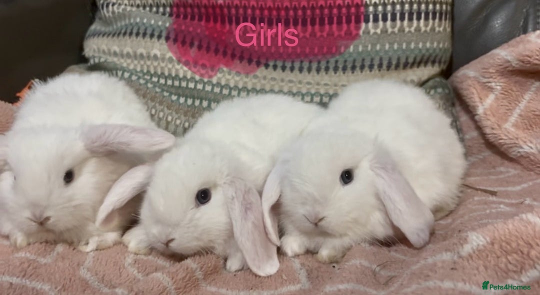 Mini Lop rabbits for sale: 8 beautiful friendly baby mini lops  - Image 18