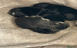 Mixed Breed dogs for sale: Froodle pups  - Image 11