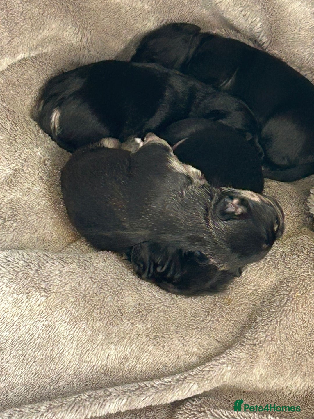 Mixed Breed dogs for sale: Froodle pups  - Image 11