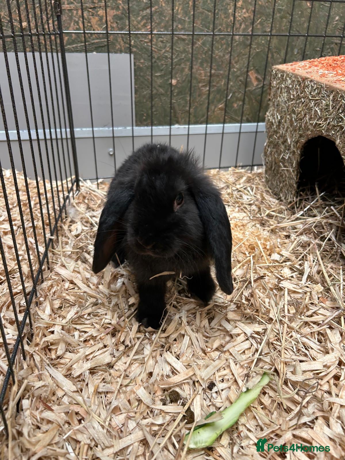 Mini Lop rabbits Mini Lop Bunnies  - Advert 4