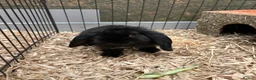 Mini Lop rabbits for sale: Mini Lop Bunnies  in Tamworth - Advert 1