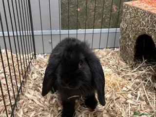 Mini Lop rabbits Mini Lop Bunnies - Advert 10
