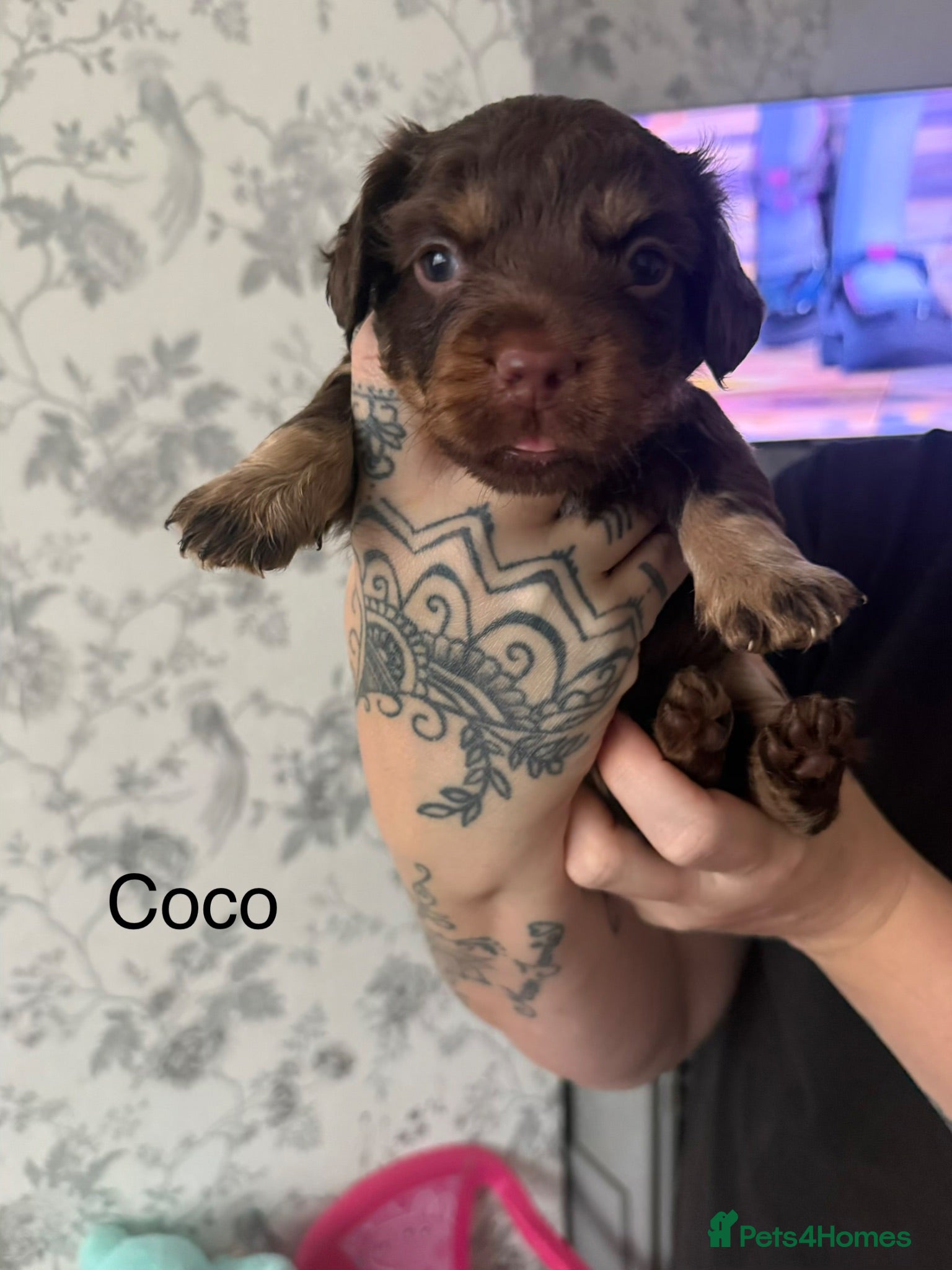 Mixed Breed dogs French bulldog cross dachsaund - Advert 4
