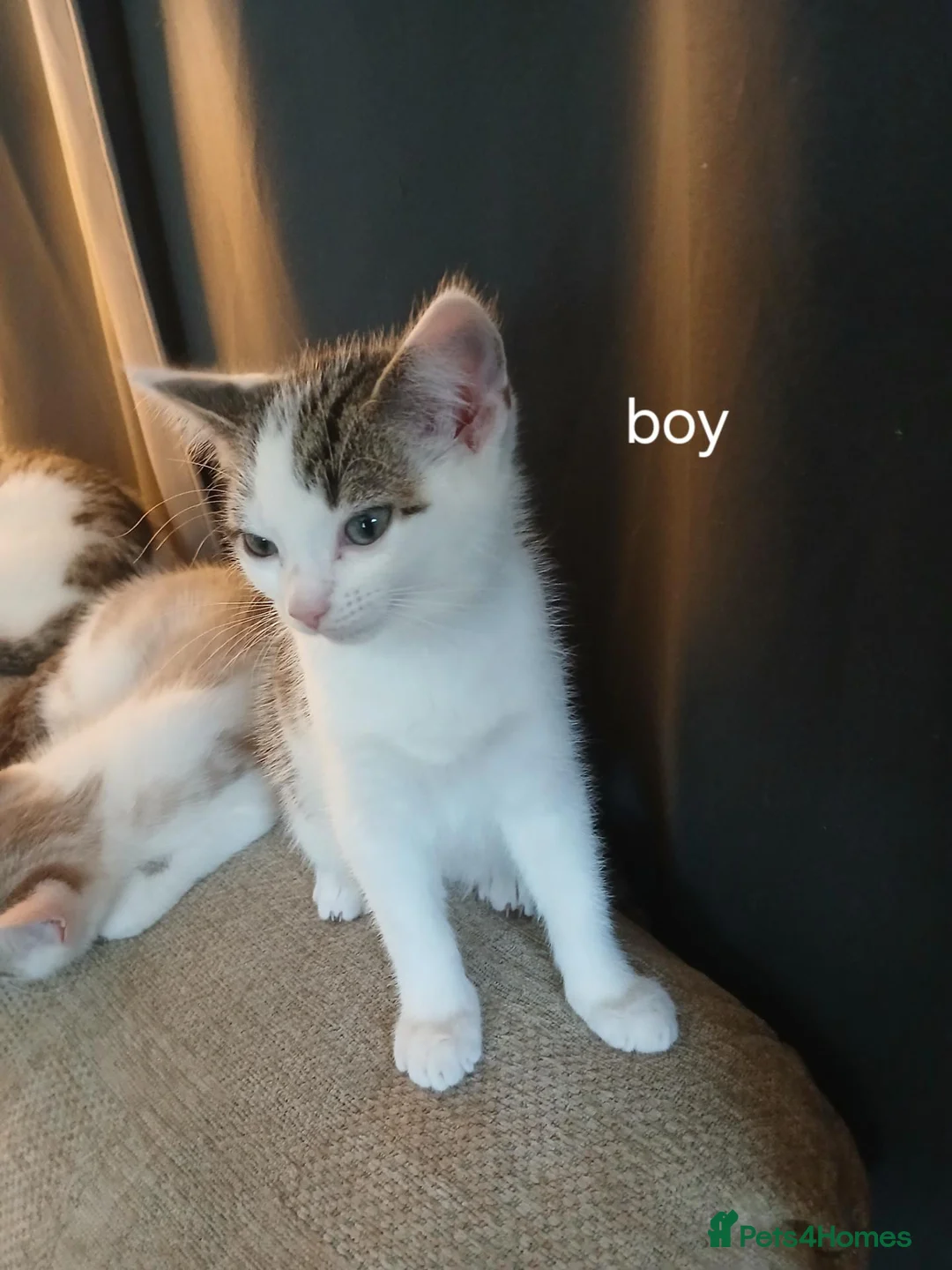 Mixed Breed cats for sale: 5 Beautiful Kittens looking for their forever home - Advert 6