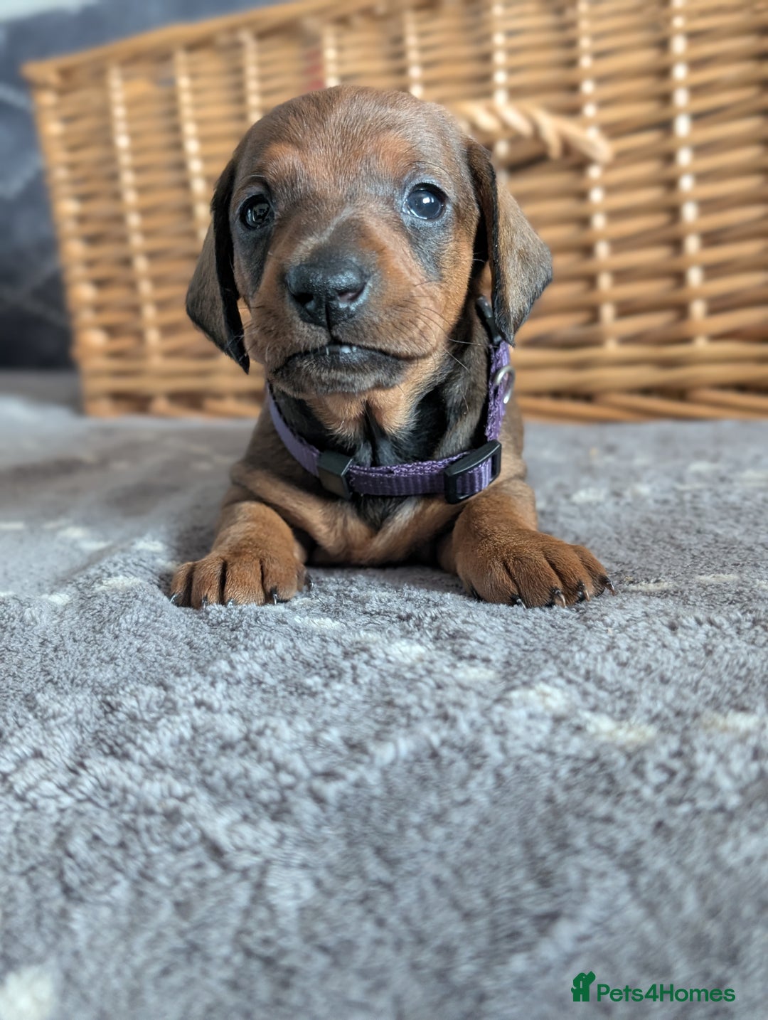 Dachshund dogs for sale: Quality Dachshund Standard Smooth Hair  - Advert 14