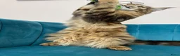 Maine Coon cats for sale: TICA Pedigree Registered Maine Coon Kittens - Advert 28