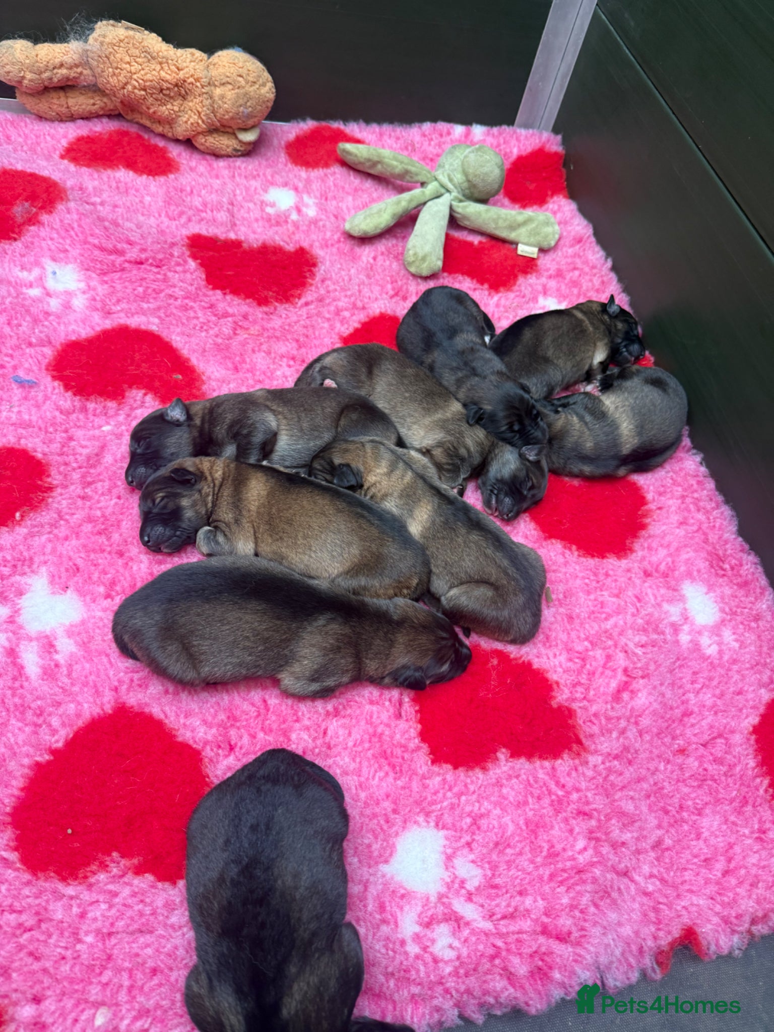 German Shepherd dogs for sale: Super Special Unique German Shepard Puppies  - Advert 2