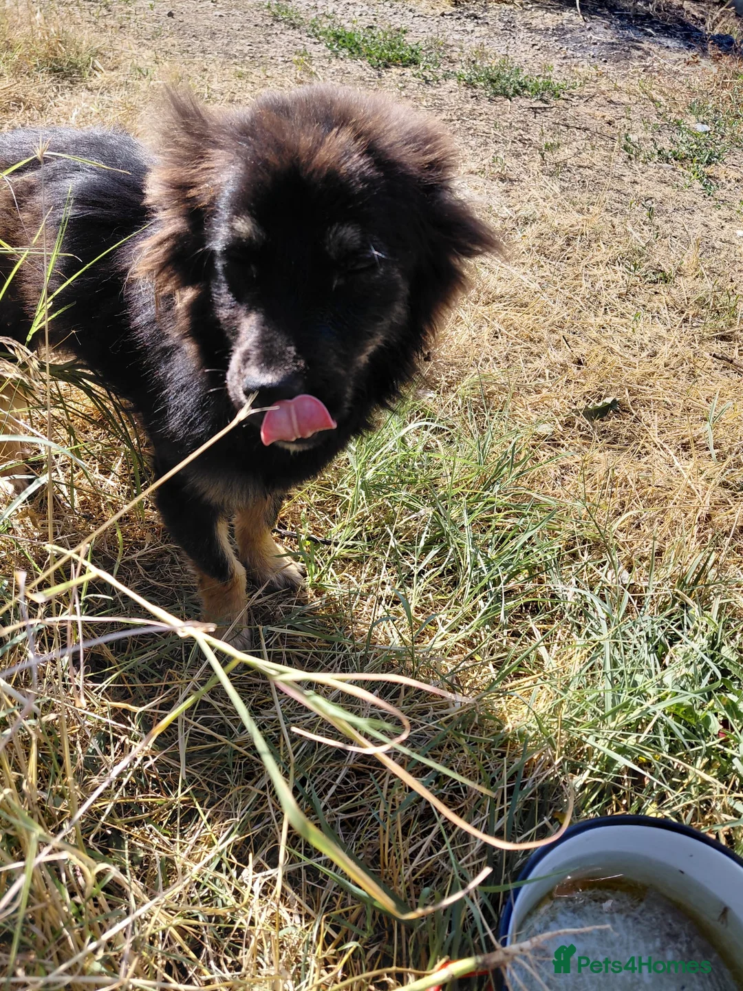 Mixed Breed dogs for adoption: ROBY, a superb puppy boy - for a Loving Home  - Advert 5