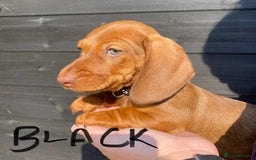Miniature Dachshund dogs for sale: Quality Dachshund puppies - Image 17