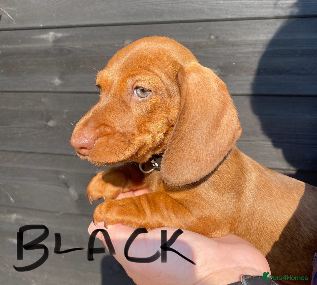 Miniature Dachshund dogs for sale: Quality Dachshund puppies - Image 17