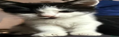 Mixed Breed Kitten 2